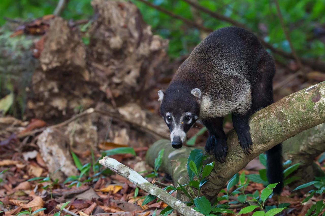 Finca Sueno De Osa Puerto Jimenez Ngoại thất bức ảnh
