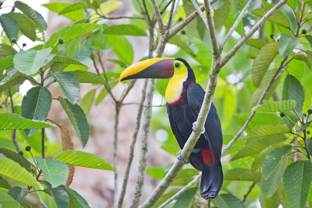 Finca Sueno De Osa Puerto Jimenez Ngoại thất bức ảnh