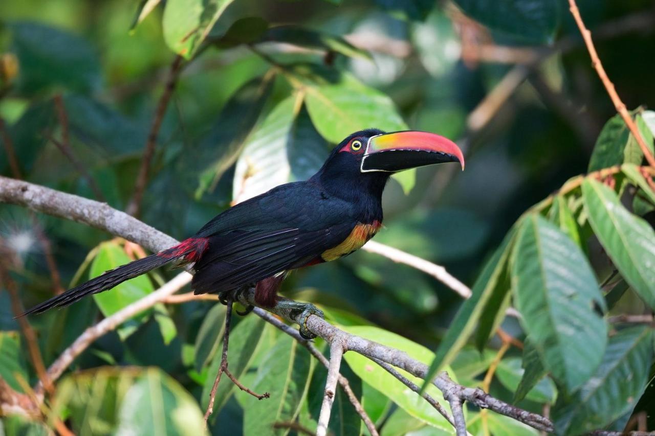 Finca Sueno De Osa Puerto Jimenez Ngoại thất bức ảnh
