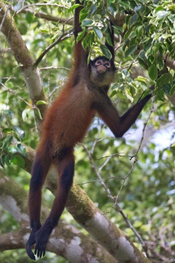 Finca Sueno De Osa Puerto Jimenez Ngoại thất bức ảnh